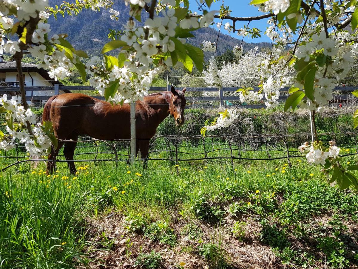 Haus Tirol Lejlighed Caldaro Eksteriør billede
